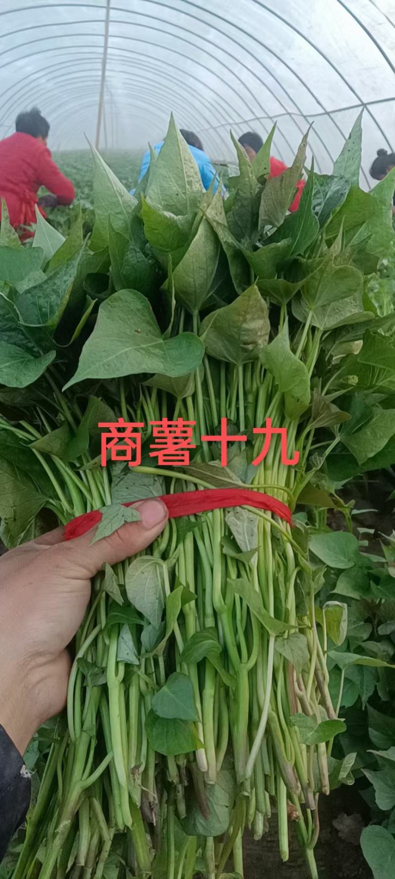 商薯19红薯苗