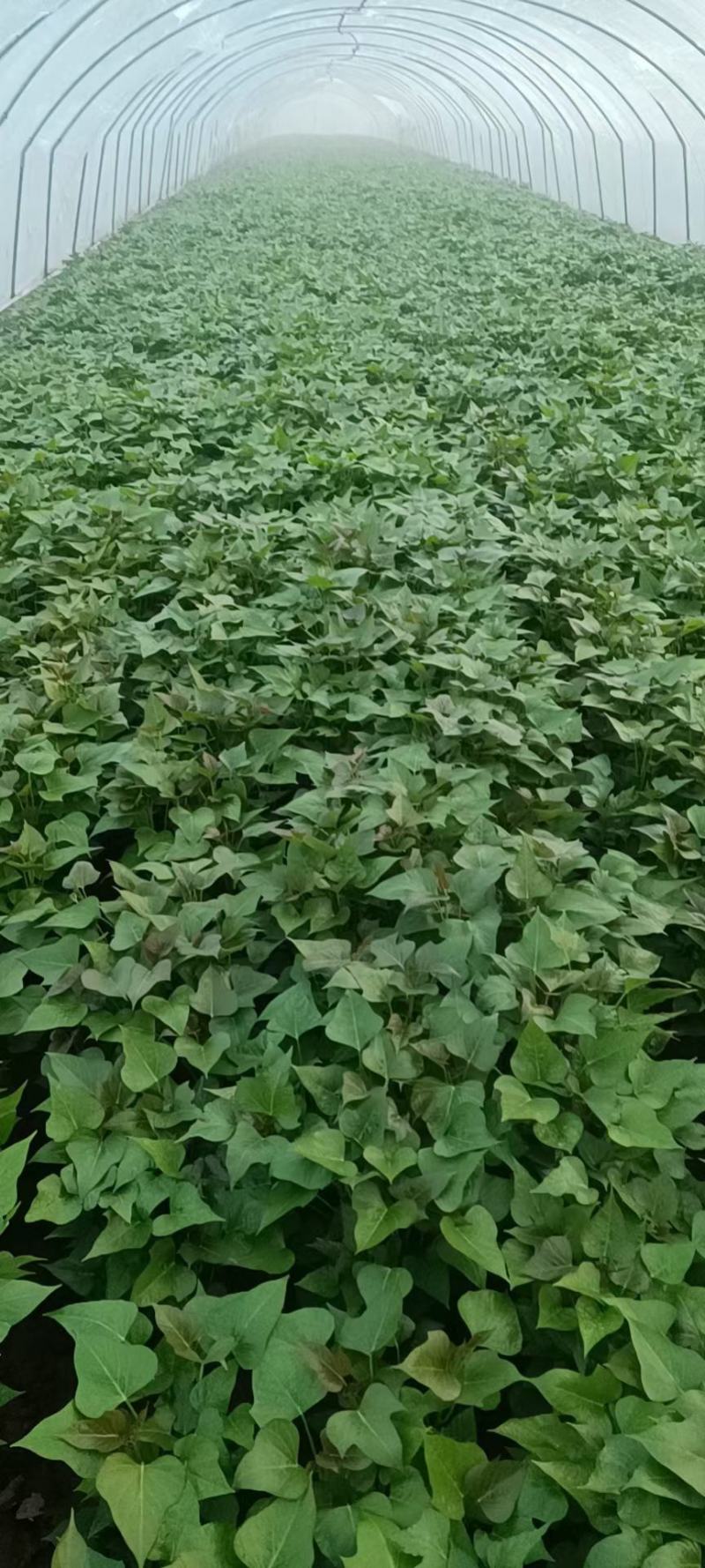 商薯19红薯苗