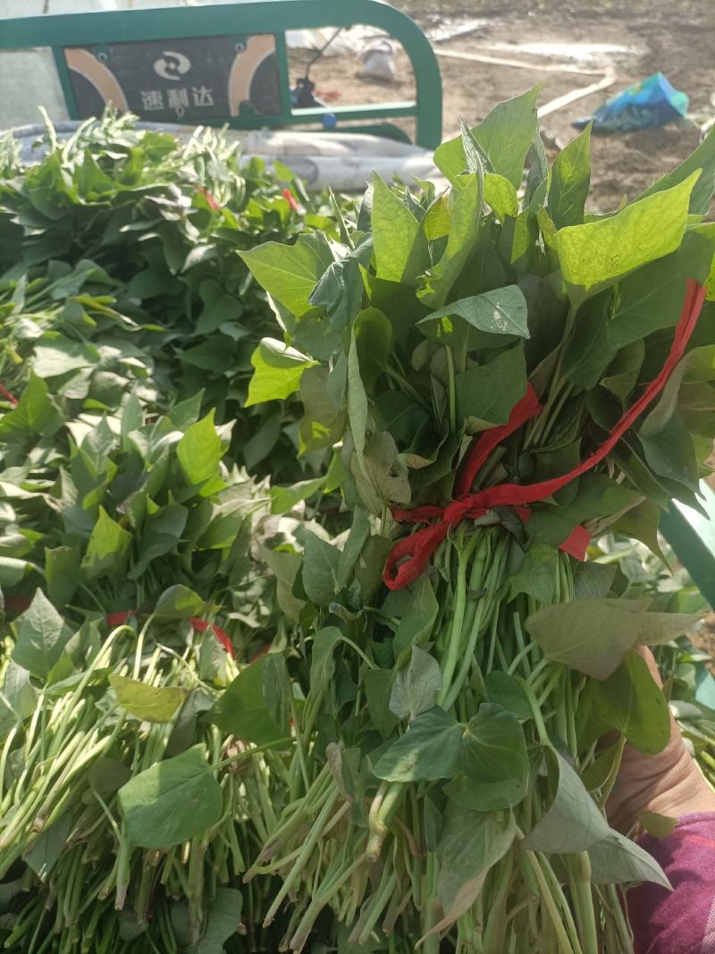 商薯19红薯苗