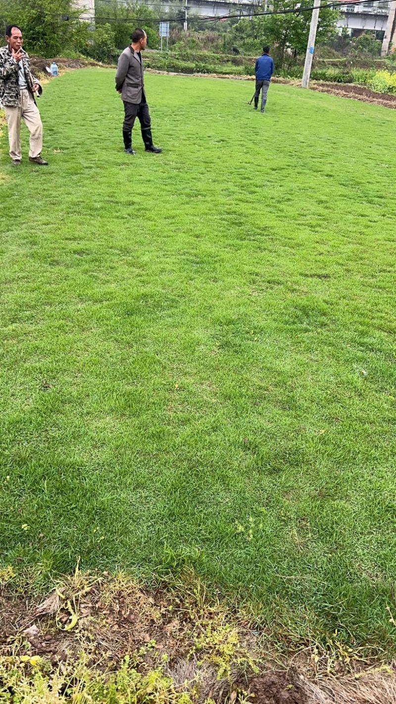 马尼拉草皮，台湾青，清远大型草场，靓仔货，