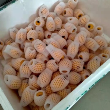 精品枇杷
