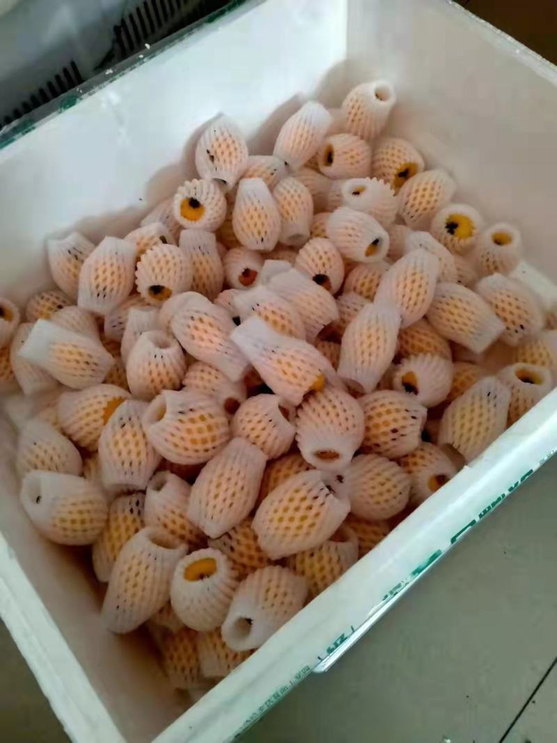 精品枇杷
