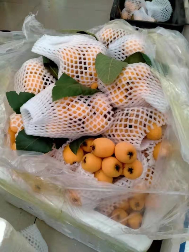 精品枇杷