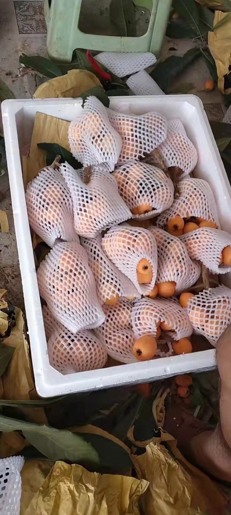 精品枇杷