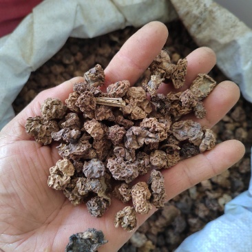 木天蓼果虫瘿果水杨涛水杨桃500g