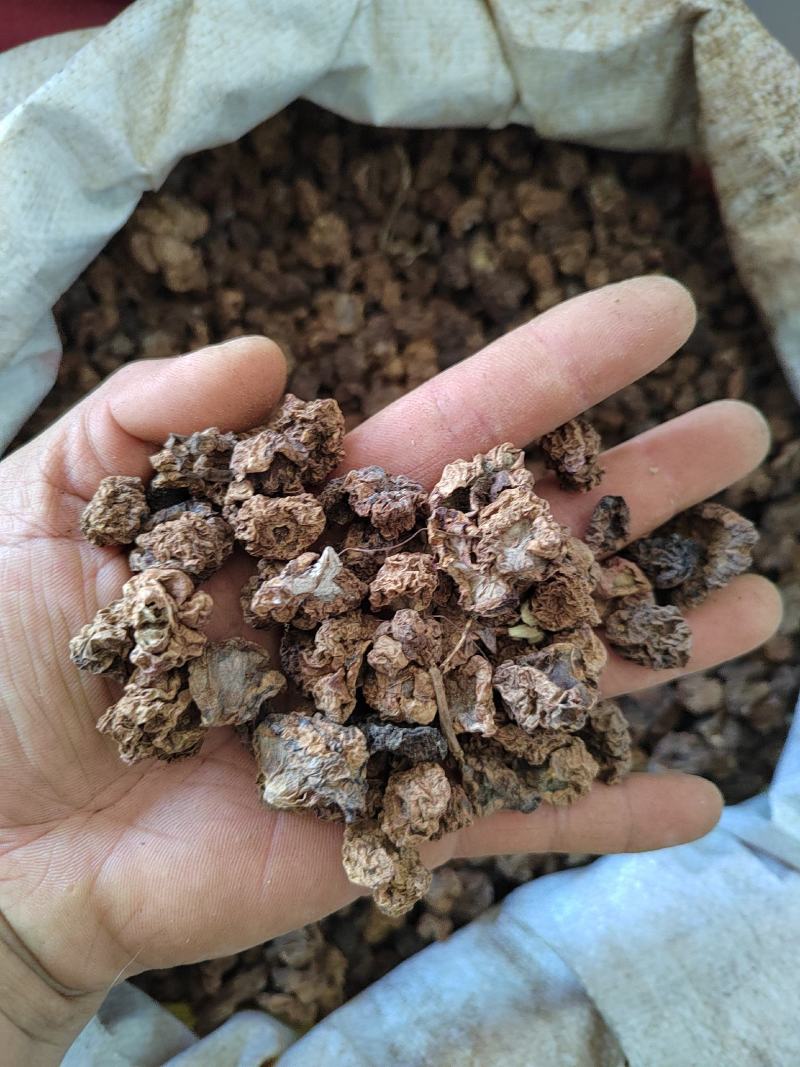 木天蓼果虫瘿果水杨涛水杨桃500g