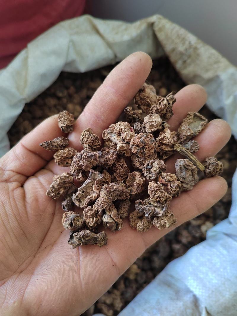 木天蓼果虫瘿果水杨涛水杨桃500g