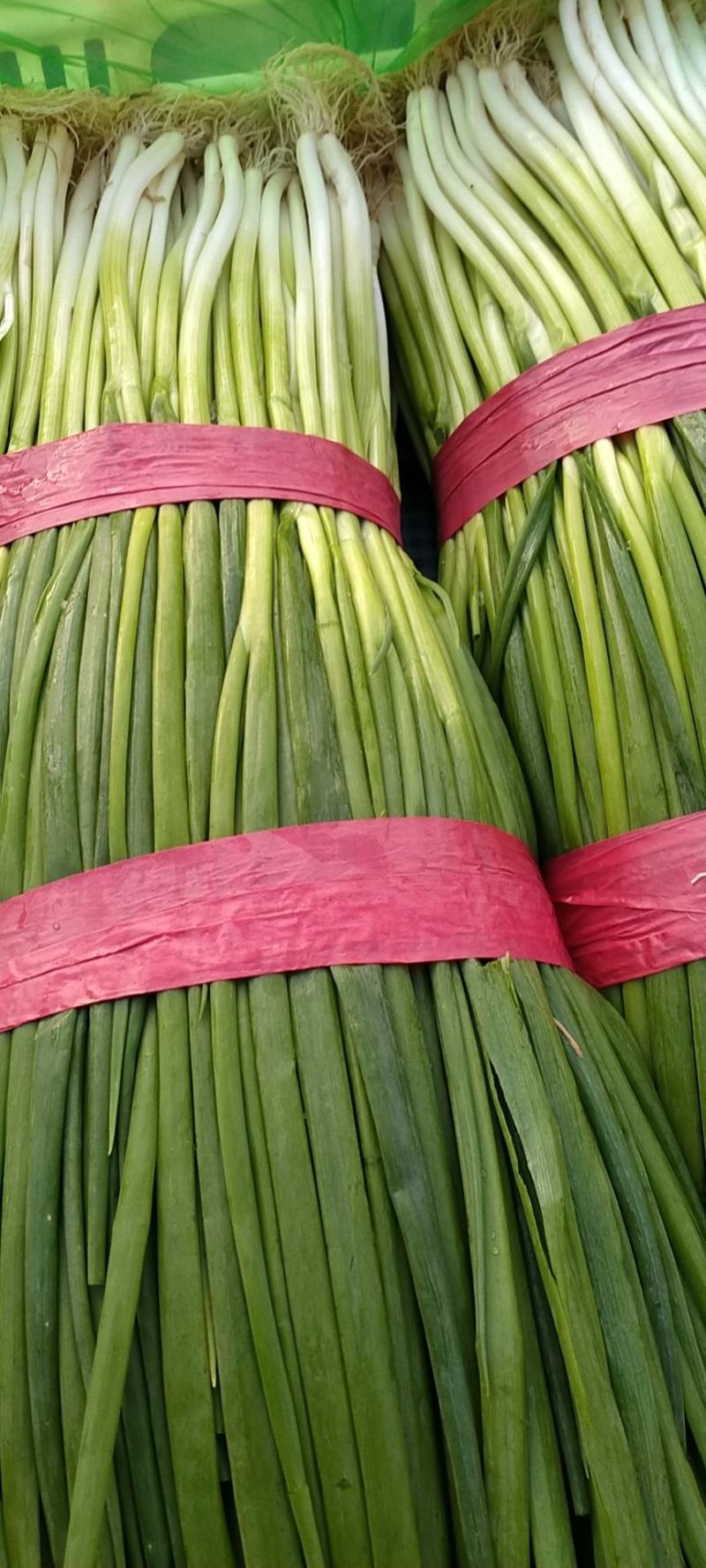 香葱油菜青蒜莴笋以及各种蔬菜