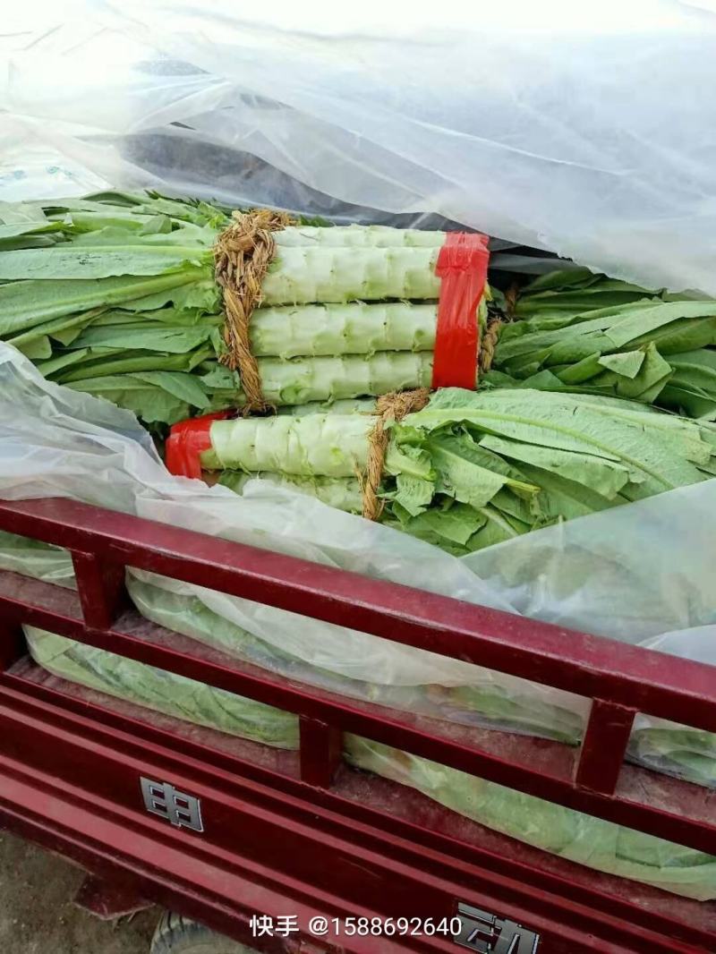 香葱油菜青蒜莴笋以及各种蔬菜