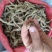 百部根百条根百步根虱子中药材