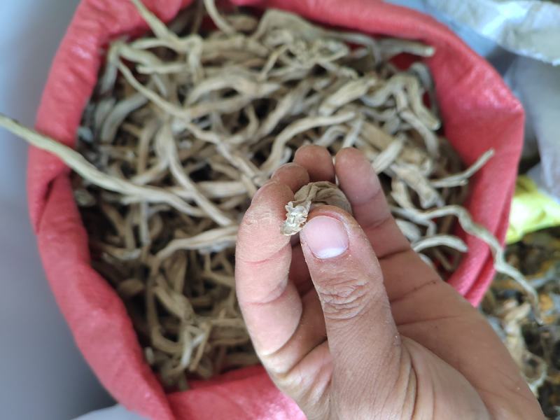 百部根百条根百步根虱子中药材