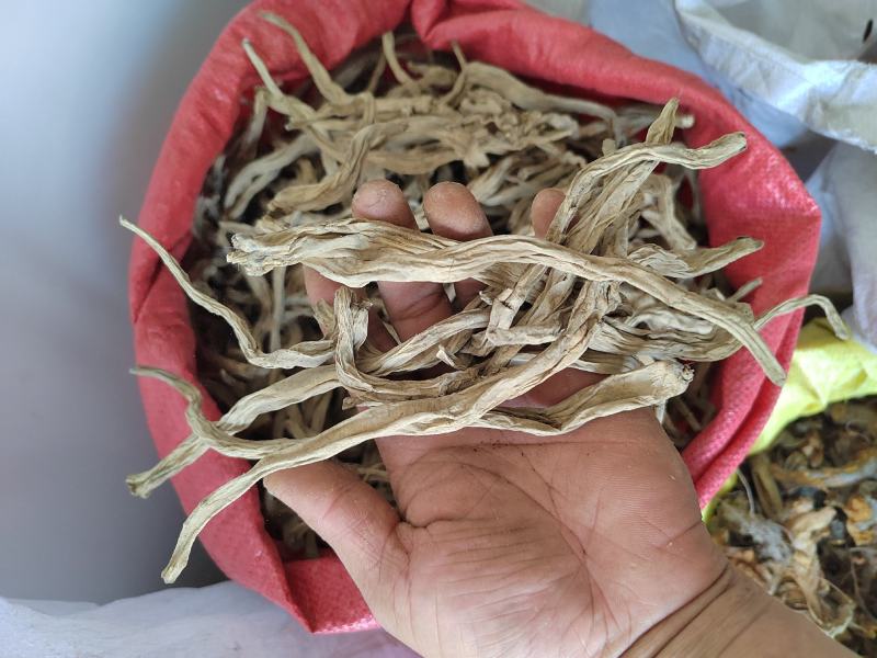 百部根百条根百步根虱子中药材