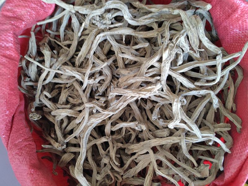 百部根百条根百步根虱子中药材