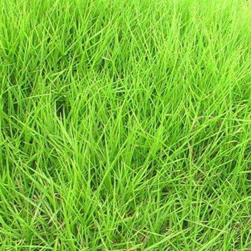 结缕草子，日本结缕草种子，庭院景观绿化草坪种子批发种籽