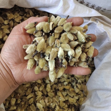 辛夷花玉兰花中药材辛夷