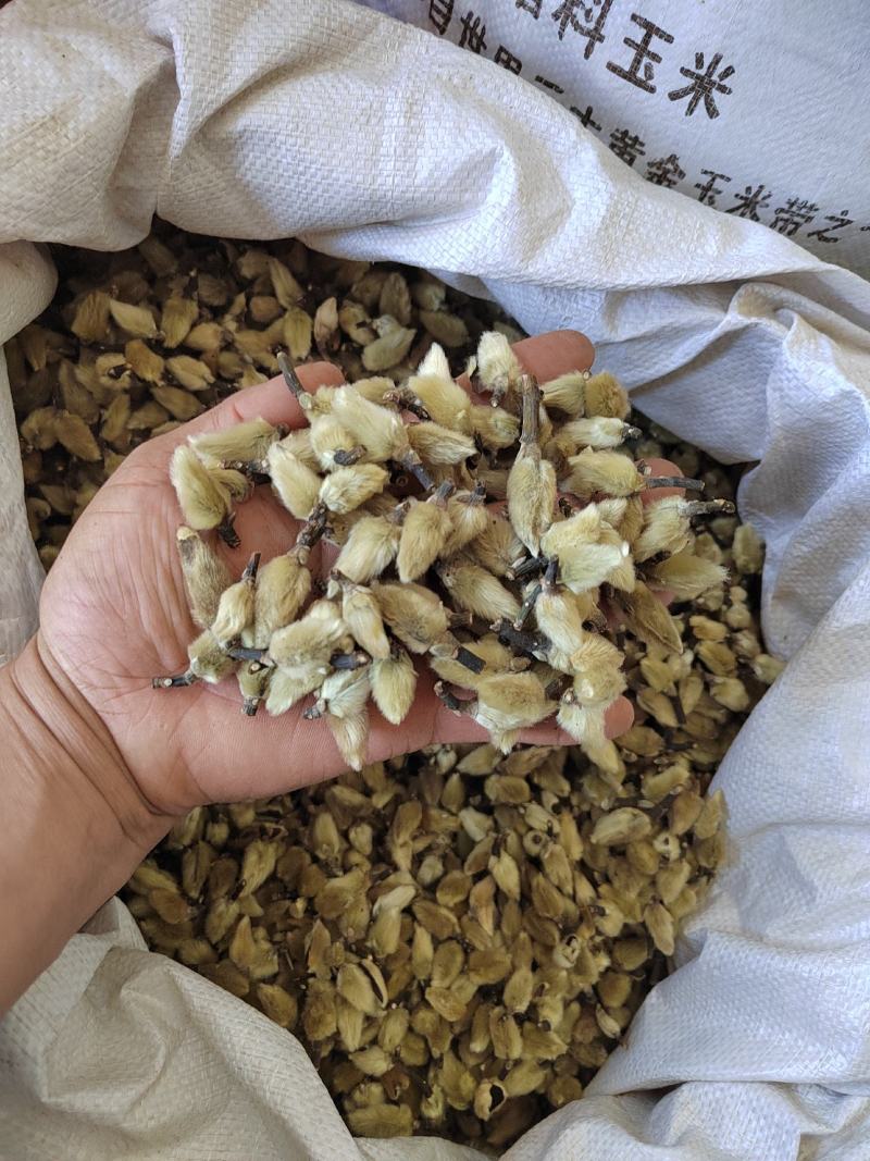 辛夷花玉兰花中药材辛夷