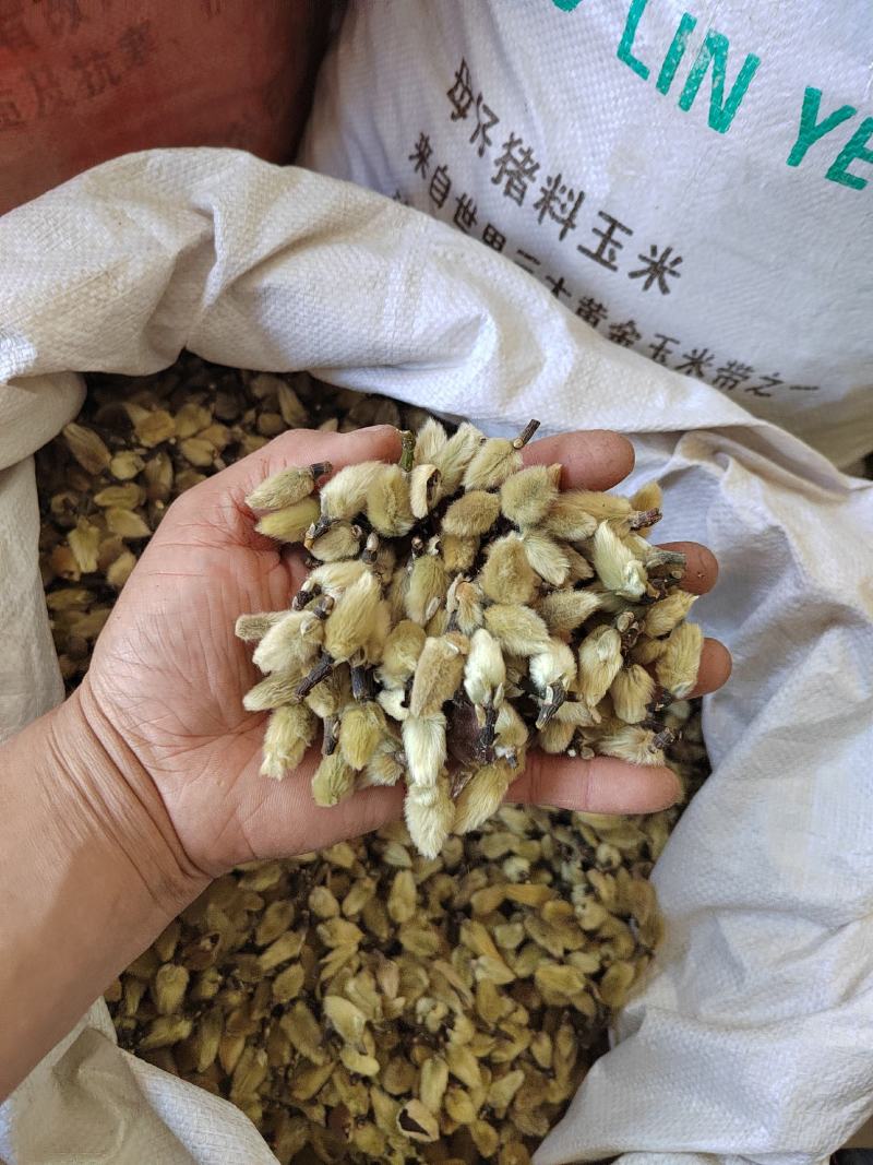辛夷花玉兰花中药材辛夷