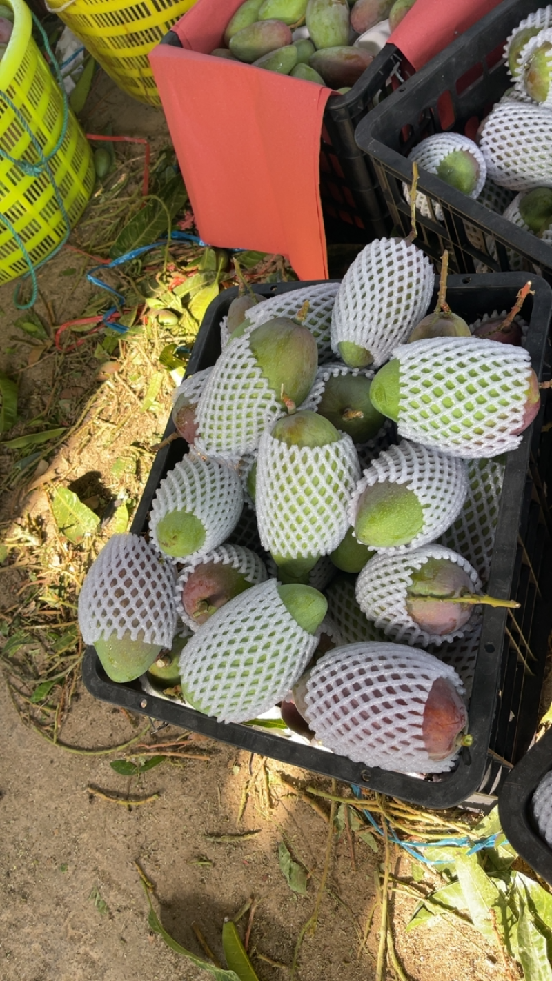 海南贵妃芒产地直接