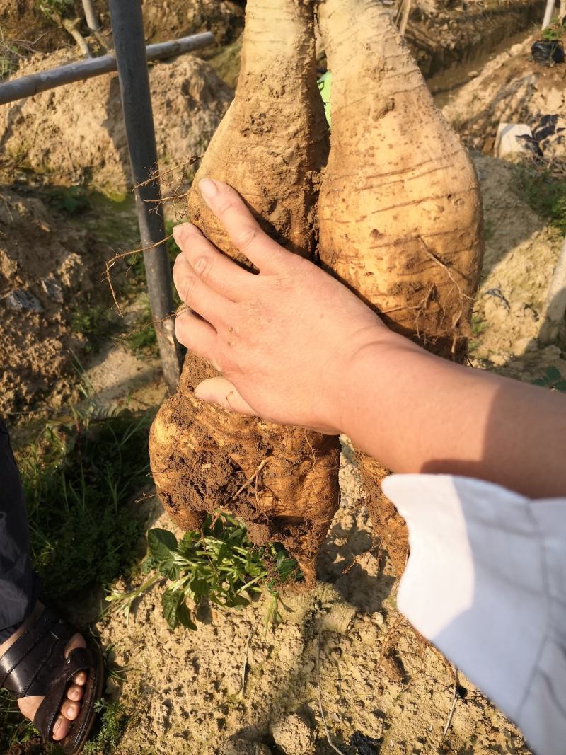 和平无渣粉葛煲汤佳品