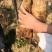和平无渣粉葛煲汤佳品