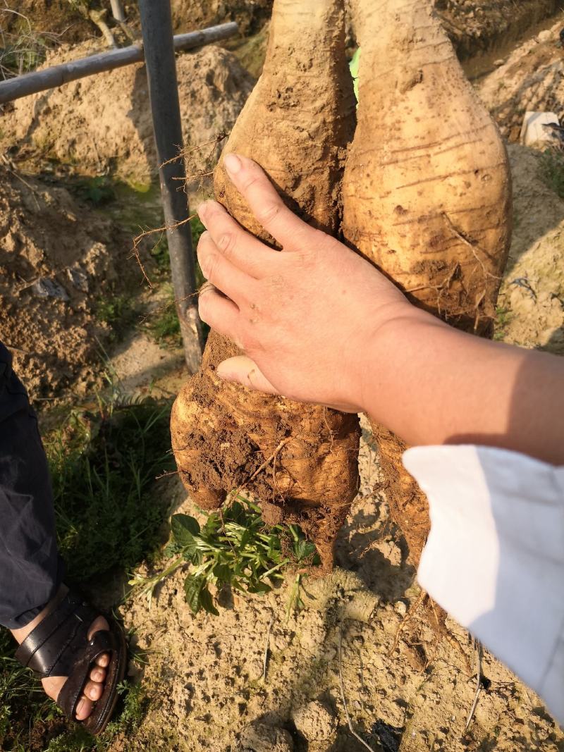 和平无渣粉葛煲汤佳品