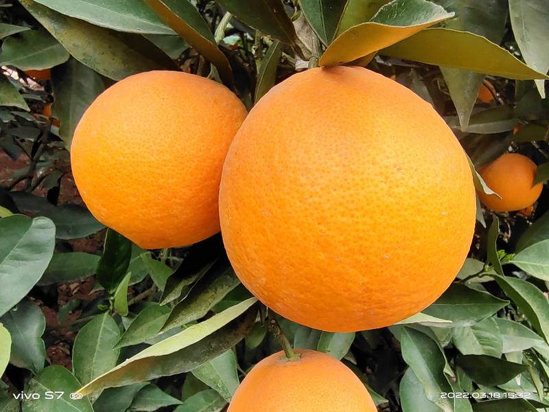 奉节县伦晚脐橙品质好橙香十足一手货源量大从优