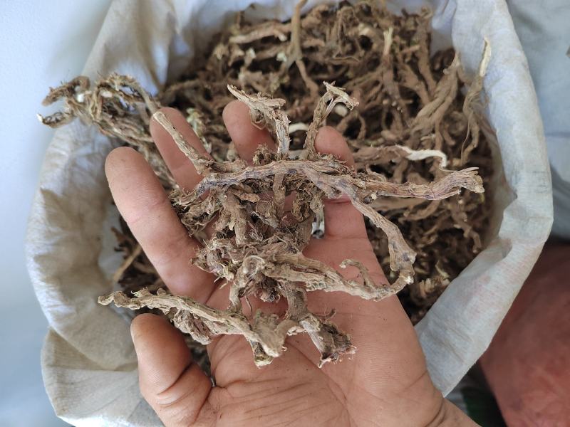 石菖蒲根九节根正宗500g