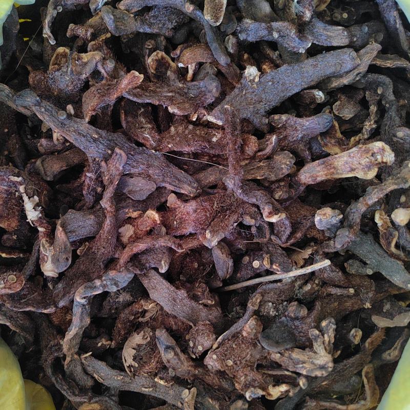 骨碎补毛姜肉碎补猴姜良姜