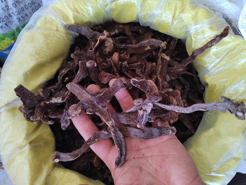 骨碎补毛姜肉碎补猴姜良姜