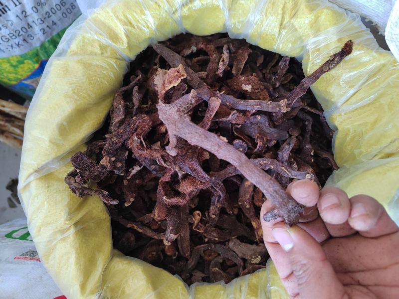 骨碎补毛姜肉碎补猴姜良姜