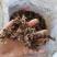 淫羊藿根仙灵脾阳和根500g