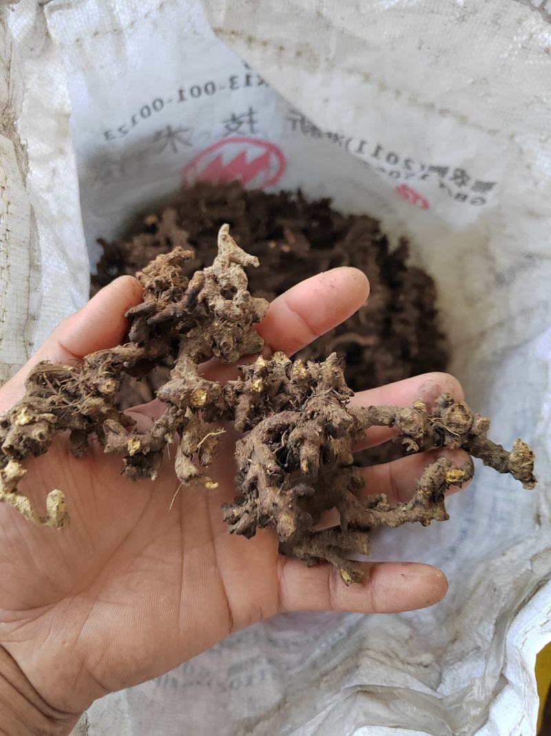 淫羊藿根仙灵脾阳和根500g