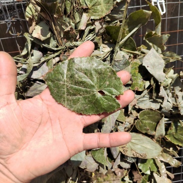 淫羊藿叶阳和叶子500g