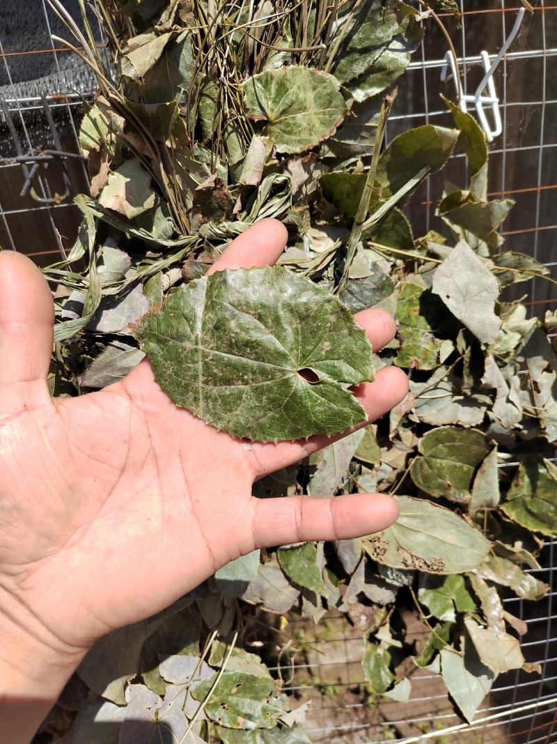 淫羊藿叶阳和叶子500g