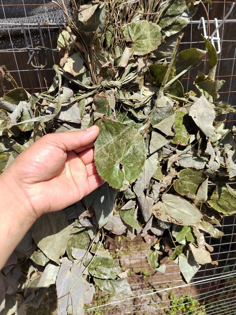 淫羊藿叶阳和叶子500g