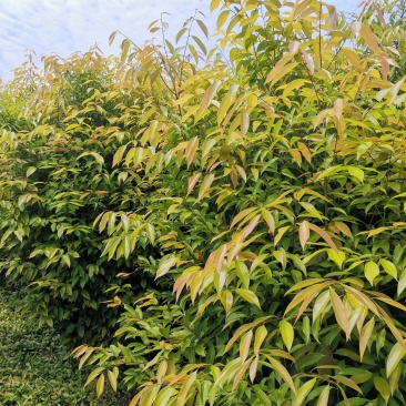 天竺桂苗，山肉桂苗，土肉桂苗，大叶天竺桂苗，竺香苗
