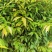 天竺桂苗，山肉桂苗，土肉桂苗，大叶天竺桂苗，竺香苗