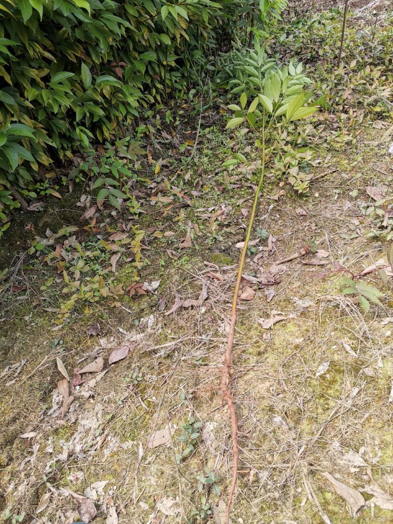 天竺桂苗，山肉桂苗，土肉桂苗，大叶天竺桂苗，竺香苗