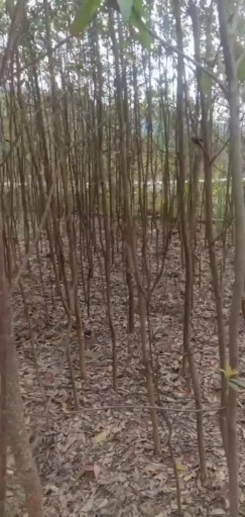 福建三明地区低价出售自家米径三公分以上木荷