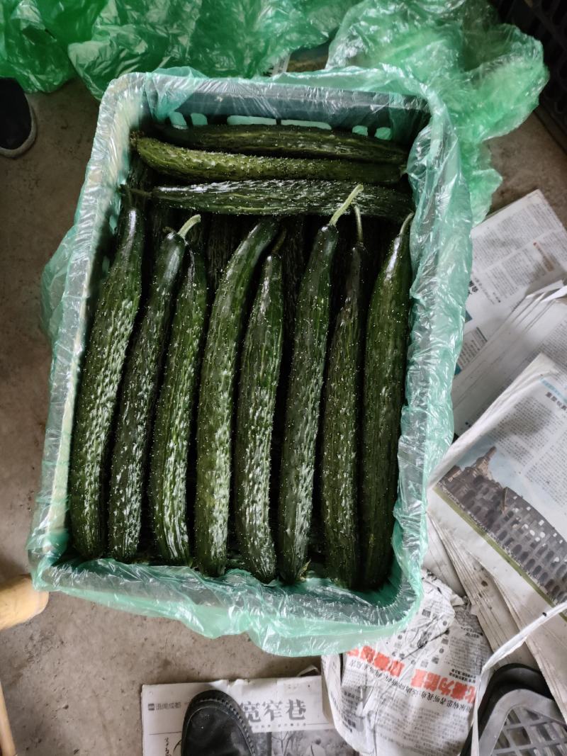 黄瓜，产地直销量大，黄瓜各地老板，电商前来采购，