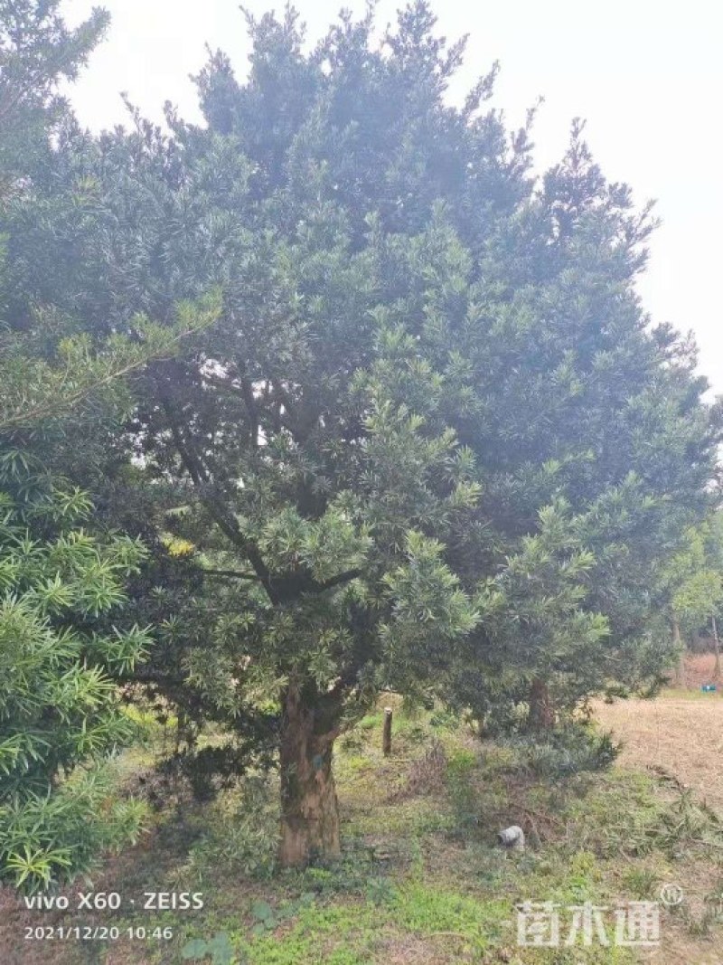大量出售各种规格罗汉松。