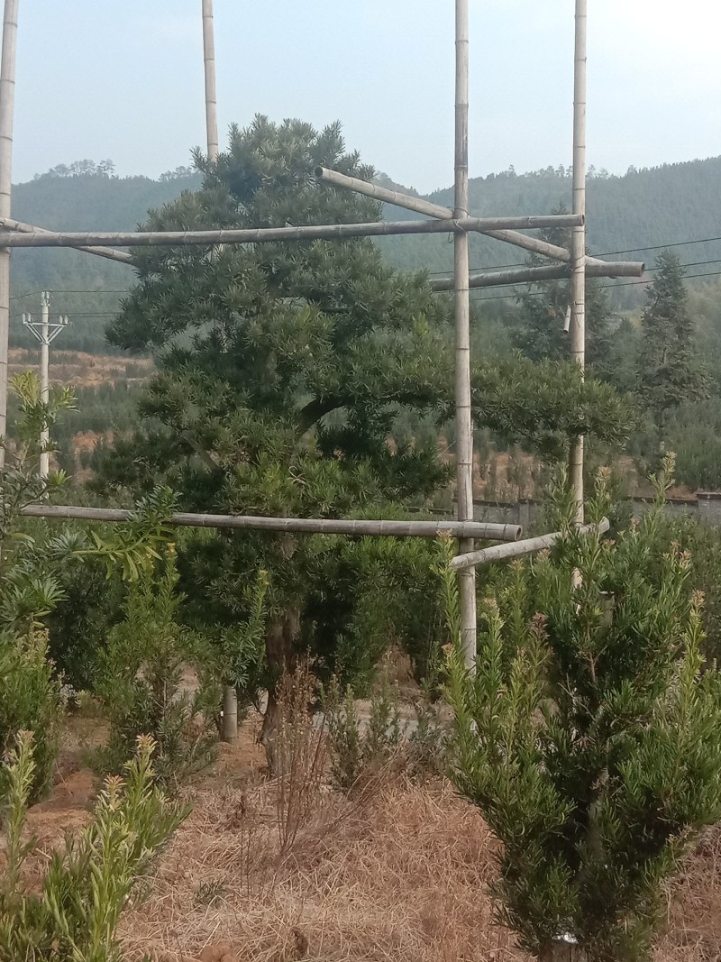 大量出售各种规格罗汉松。