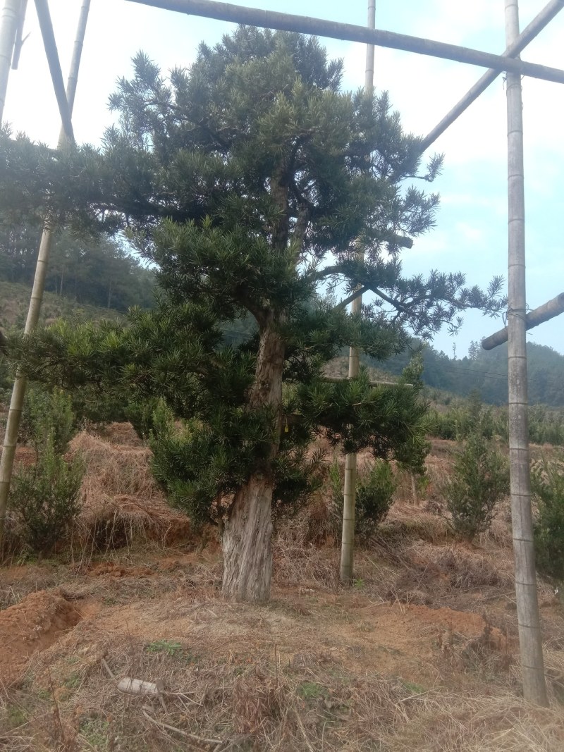 大量出售各种规格罗汉松。