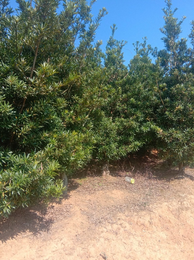 大量出售各种规格罗汉松。