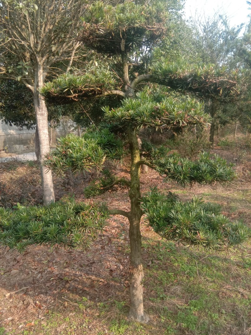 大量出售各种规格罗汉松。