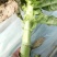 莴苣红叶香莴笋，毛菜，杆子，，自己工人，质量保证