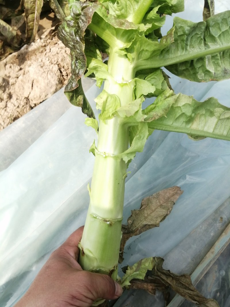 莴苣红叶香莴笋，毛菜，杆子，，自己工人，质量保证