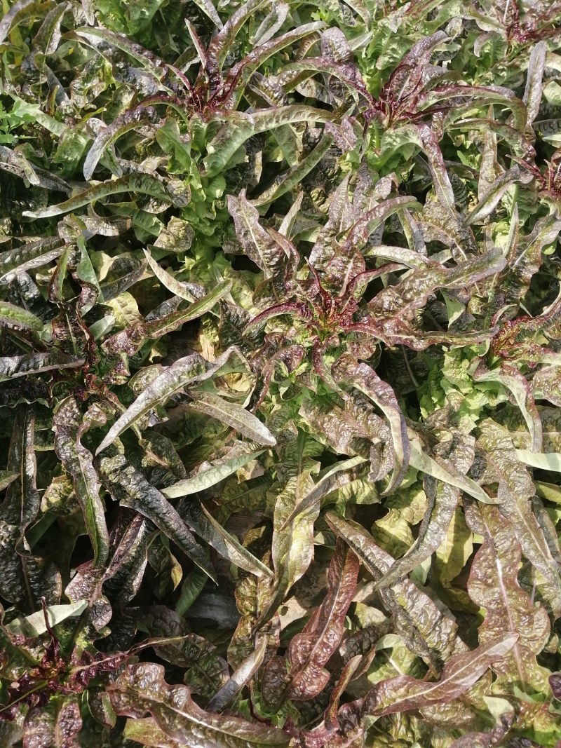 莴苣红叶香莴笋，毛菜，杆子，，自己工人，质量保证