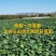 泰紫薯一号全国独有品种口感香甜软糯常年有货品质有保证