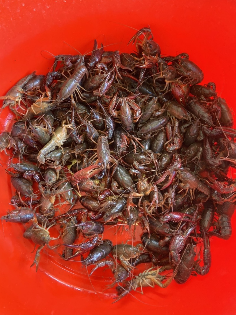 大量小龙虾上市，价格实惠